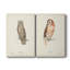 Scops Eared Owl - Toile tendue avec châssis de qualité supérieure - Prêt à être accroché-1248822839