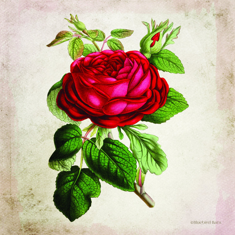 Rose rouge rétro par Bluebird Barn - impression, H 30 po x l 30 po, Papier avec cadre photo doré simple sans passe-pa