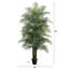 Plante-1929067215