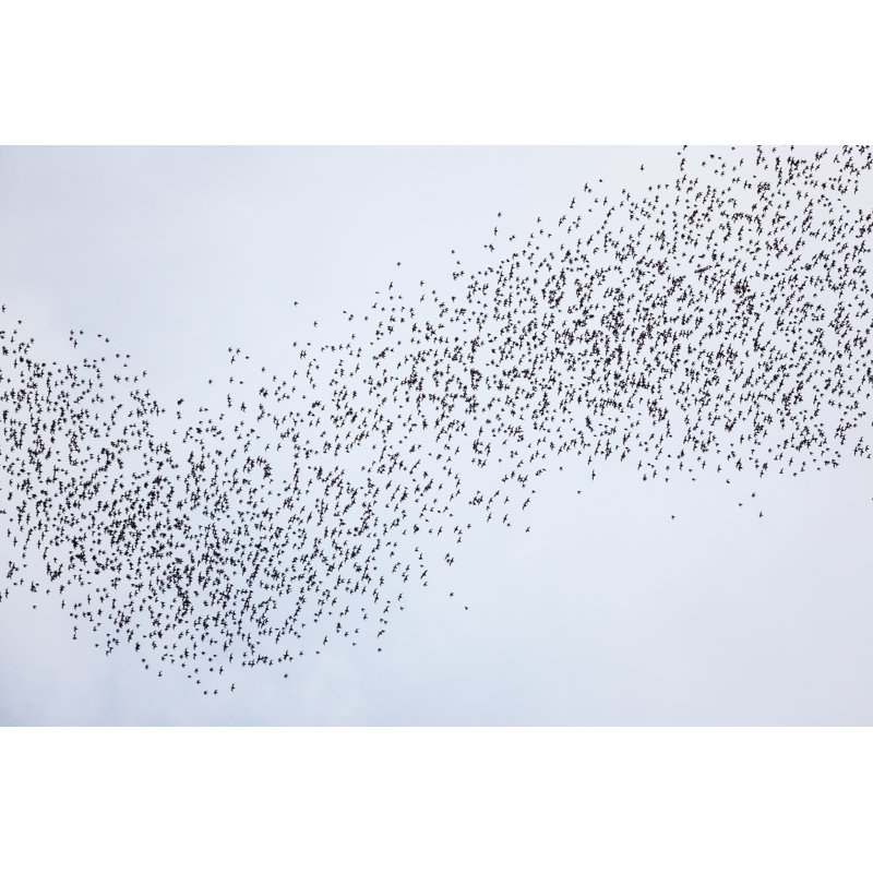Bats Flying - Photographie sur toile tendue, H 8 po x l 12 po