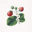 Tissu Schumacher x Johnson Hartig Strawberry Hill-88575368