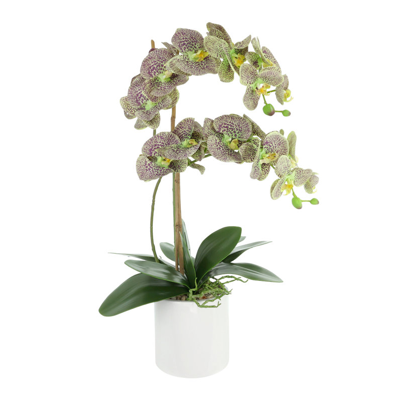 Double Orchid Arrangement, Green