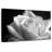 Harnek BW Blooming White Rose-107849921