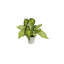 Ensemble de 3 plantes artificielles Algreen - 11 po, mauve, 12 po californien et 12 po Monstera