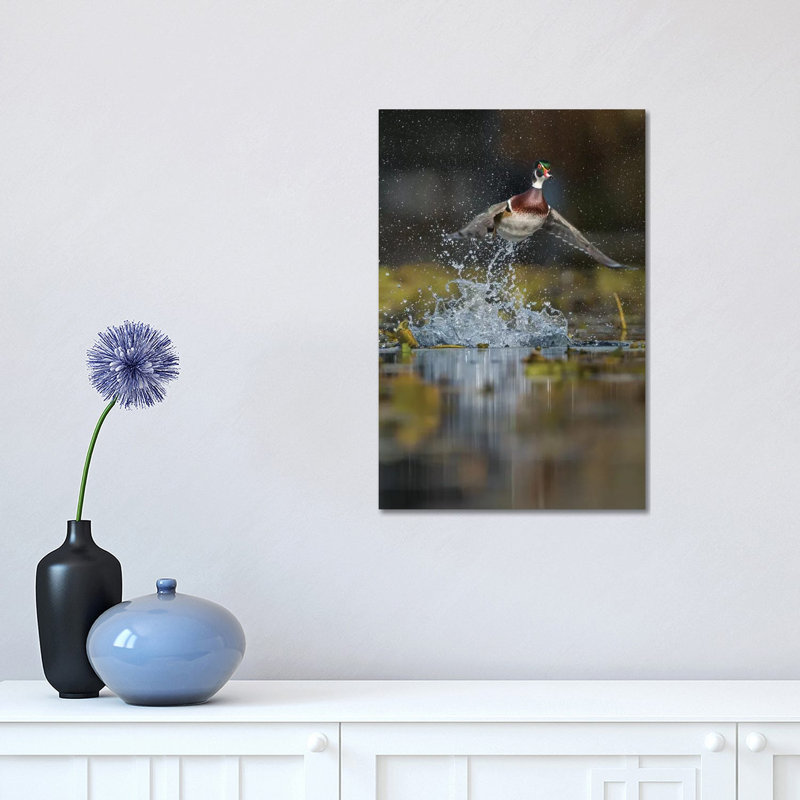 USA, Washington State. Male Wood Duck (Aix Sponsa) Flying From Union Bay In Seattle. by Gary Luhm - Wrapped Canvas Print