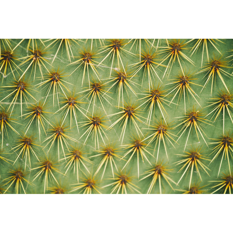 Close up of Cactus 1 Piece Wrapped Canvas Wall Art, 61cm H x 91cm W x 3.8cm D