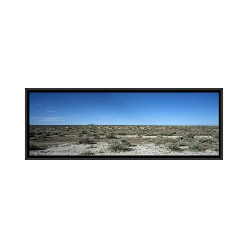 " Herd Of Springboks Grazing In Etosha National Park, Namibia ", Black Framed Canvas, 12" H x 36" W x 1.5" D