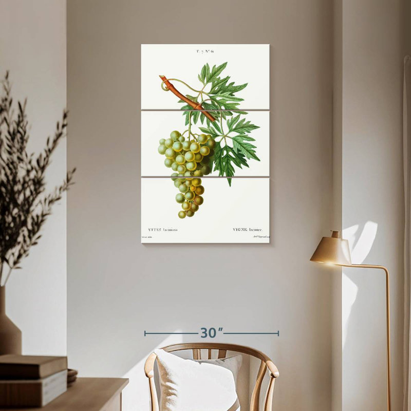 Vigne Yarlin - Vitis Laciniata, H 57 po x l 36 po
