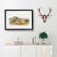 Warm Wood Hare by J.W. Audubon - Framed Print-55612245-55612246