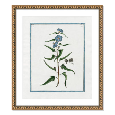 Colombe "Shabby Elegance Botanical I" Print