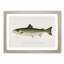 Atlantic Salmon by Sherman F. Denton - Framed Print-55456801-55456800
