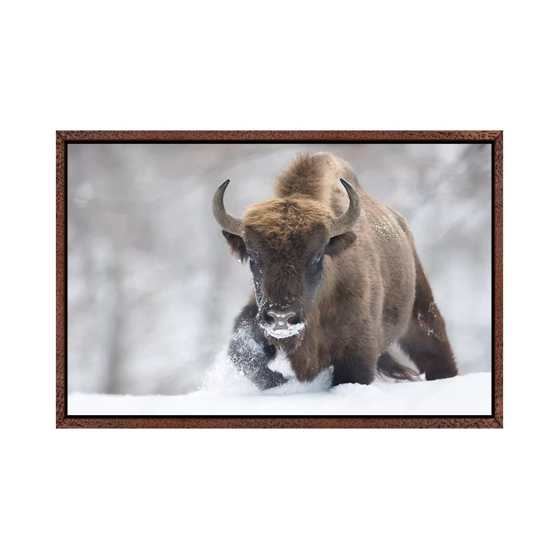 Rewilded by Sebastian Mastahac - Print on Canvas, 45.72cm H x 66.04cm W x 3.81cm D, Classic Brown Wood Floater Framed
