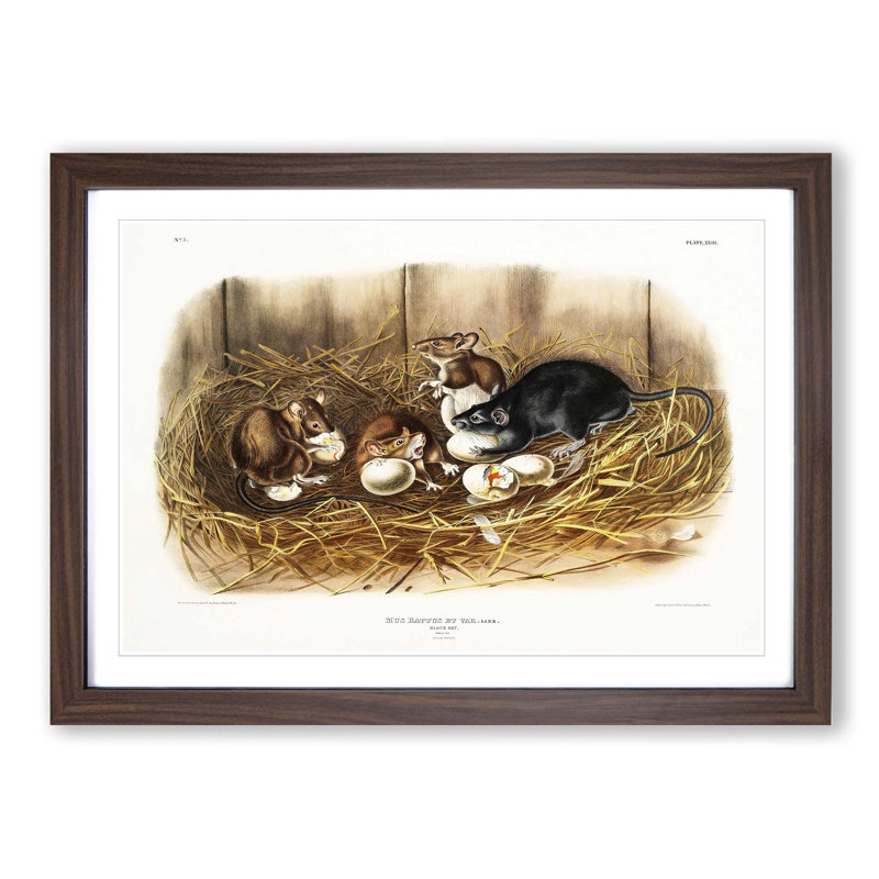 Black Rat by J.W. Audubon - Picture Frame Painting Print, 27cm H x 36cm W x 2cm D, Walnut Framed