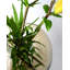 Dahntay Handmade Glass Table Vase-1805221705