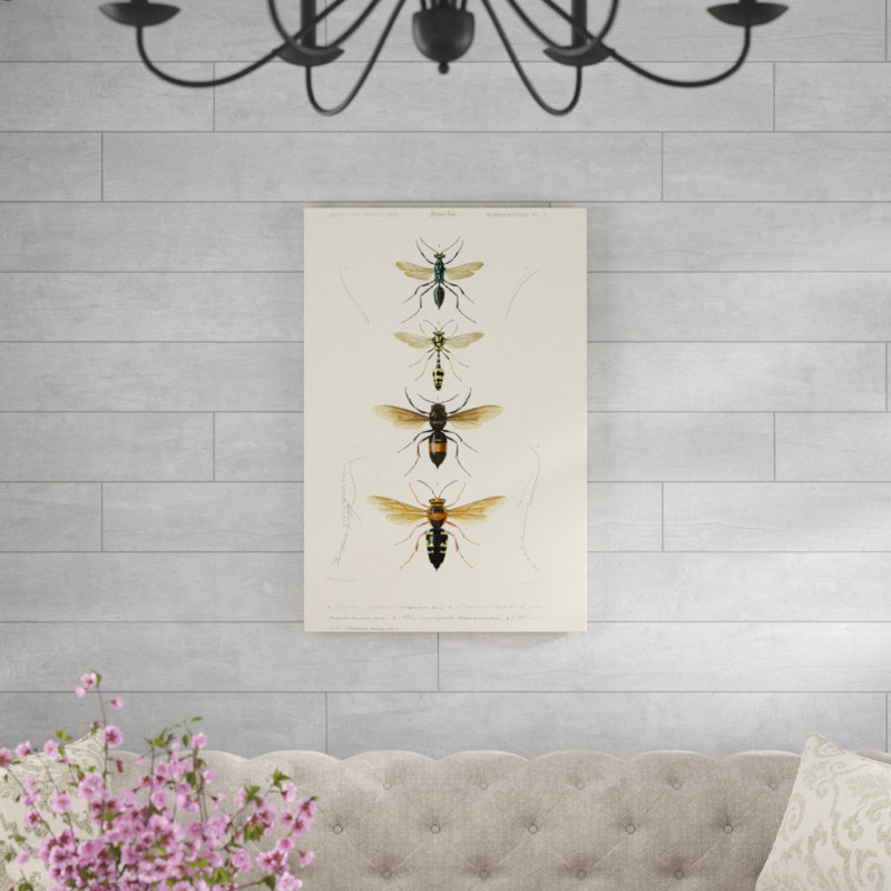 "Antique Bees II" par Blanchard, reproduction d'art sur toile, H 36 po x l 24 po, Toile tendue