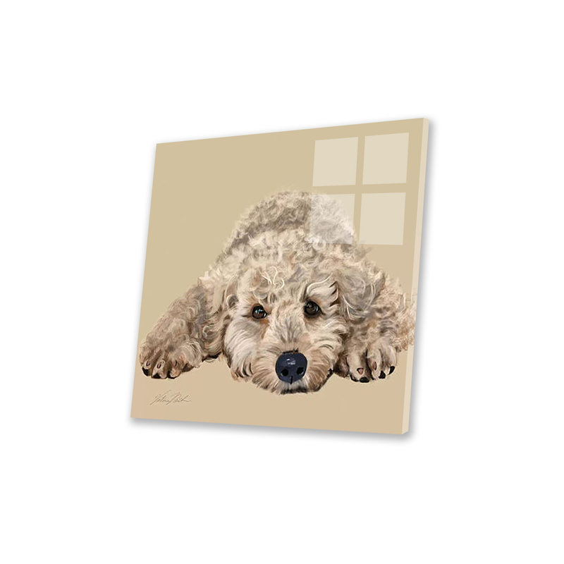 Labradoodle, impression sur verre acrylique, H 24 po x l 24 po x P 0,25 po
