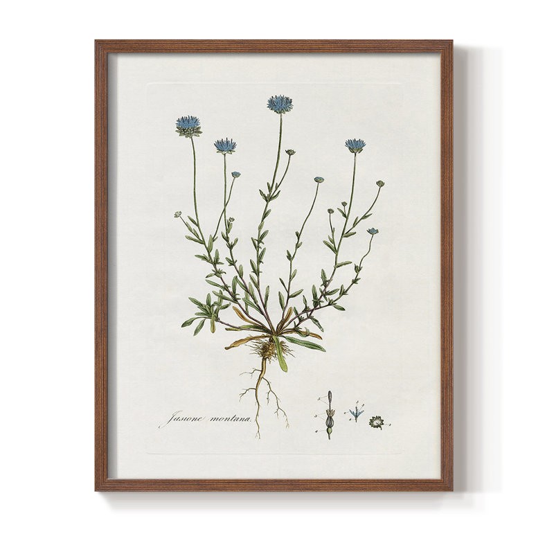 «Bellflower Study», reproduction encadrée - bois massif, Brun, H 14 po x l 11 po