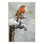 «Robin Bird & Winter Scene» par Steve Burgess