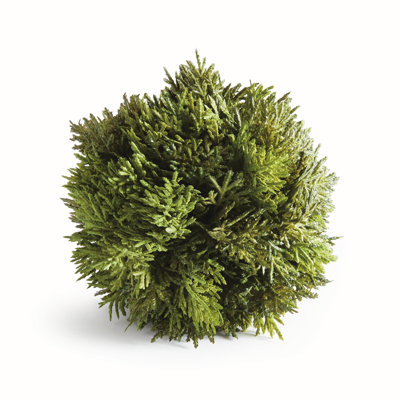Wren Hill Faux Cypress Plant