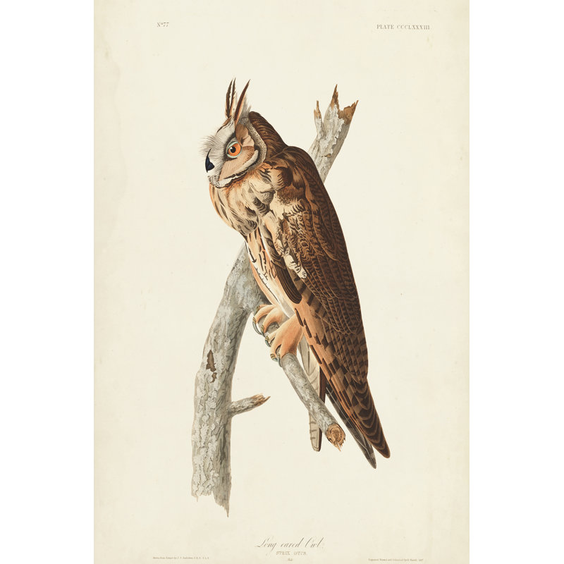 Pl 383 Long-eared Owl by John Audubon - Wrapped Canvas Painting, 76cm H x 51cm W