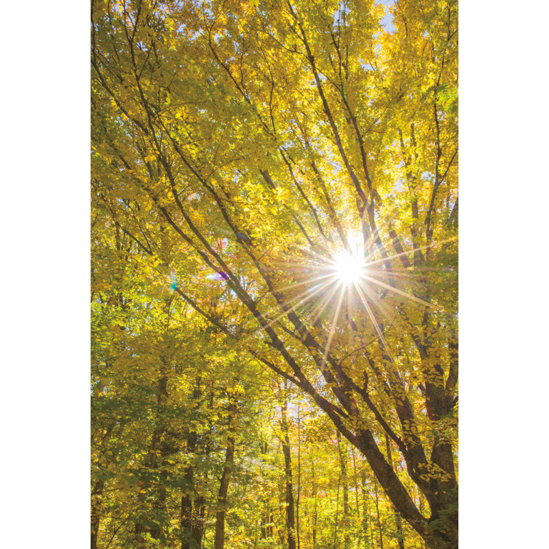 Feuillage d'automne Sunburst I, H 18 po x l 12 po
