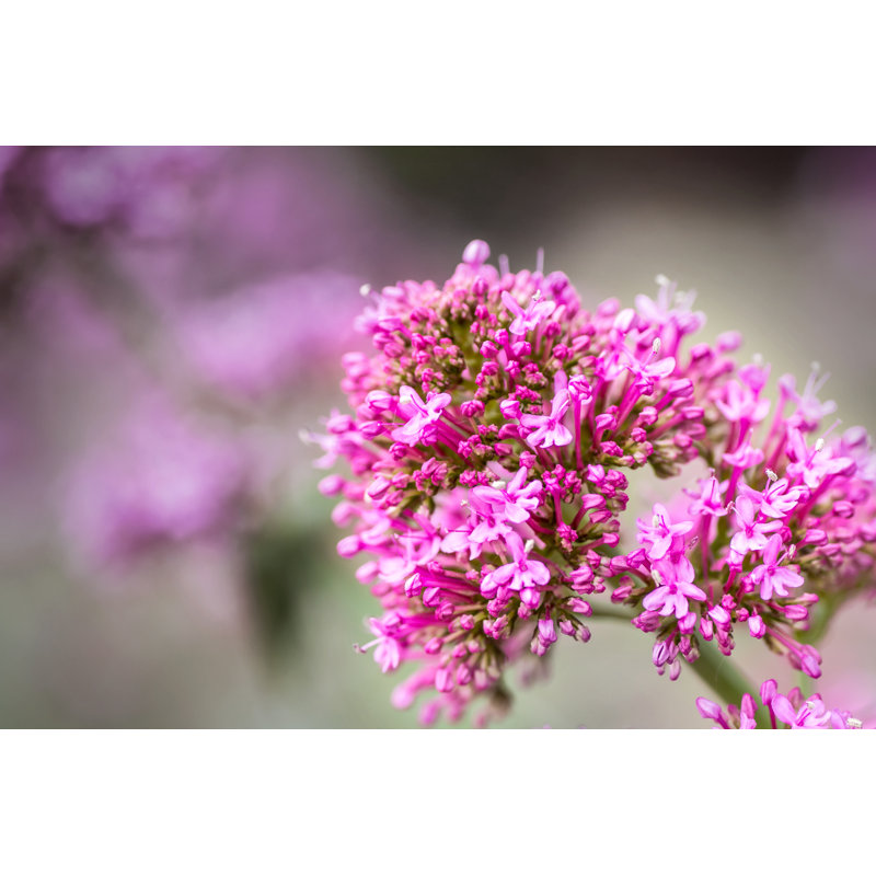 Red Valerian Flower - Wrapped Canvas Print, 30cm H x 46cm W x 3.8cm D