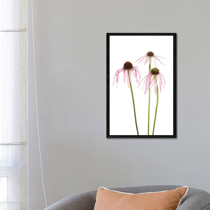 Pale Purple Coneflowers. Marion County, Illinois, USA. 1 Piece Wall Art on Canvas, 66.04 cm H x 45.72 cm W, Black Framed