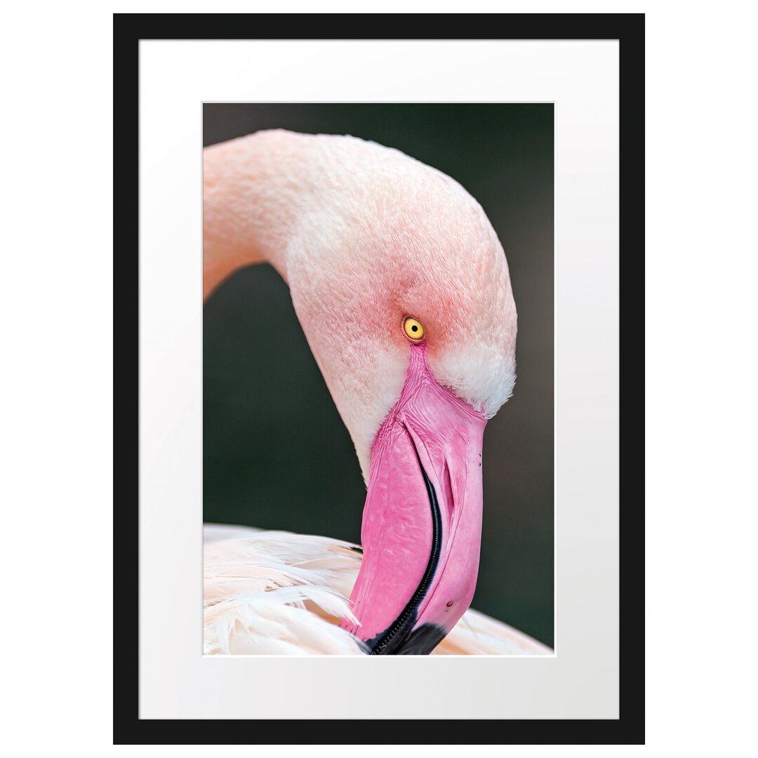 Gerahmtes Poster Flamingo beim Putzen