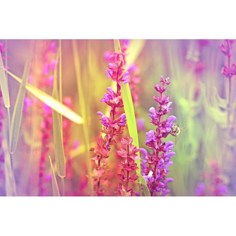Flower In Focus Bee Is Out - Wrapped Canvas Print, 30cm H x 46cm W x 3.8cm D