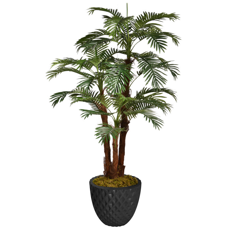 Palmier de Panama en pot