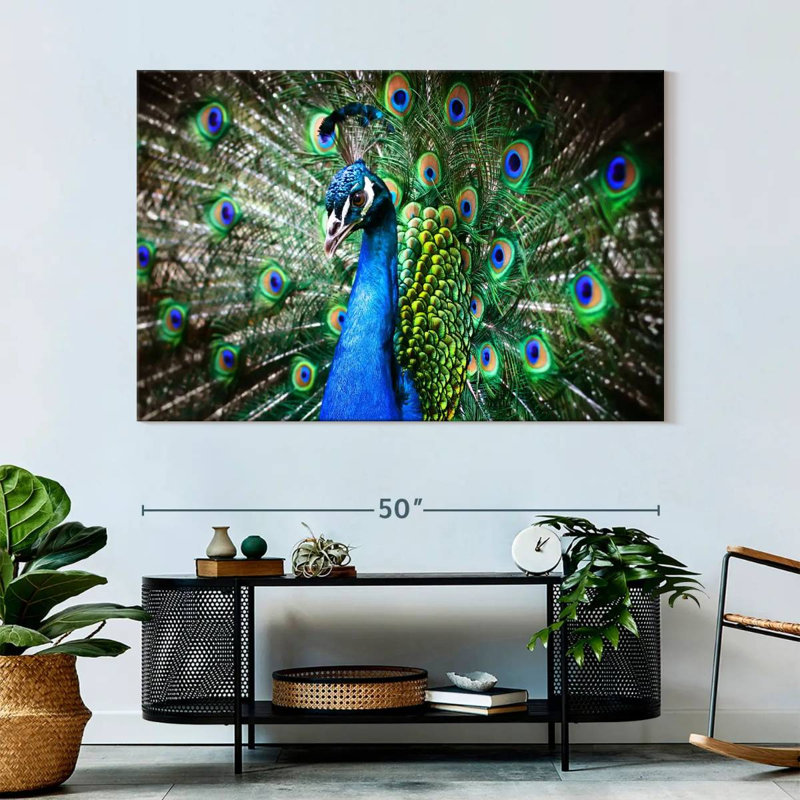 Brampt Peacock Show, 34" H x 51" W