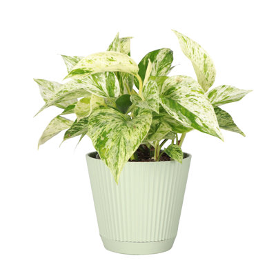 Thorsen's Greenhouse Live Marble Queen Pothos Plant in Ruffle Pot, 4-inch Diameter