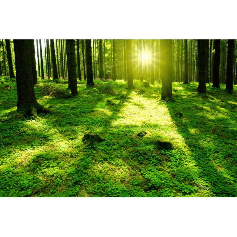 Green Forest - Wrapped Canvas Print, 30cm H x 46cm W x 3.8cm D