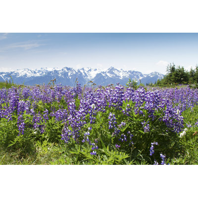 Wildflowers at Hurricane Ridge - Photographie sur toile tendue