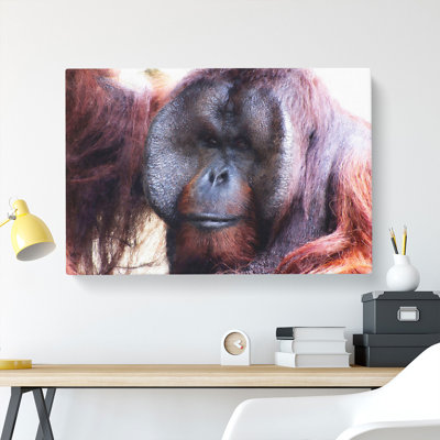 Orangutan Monkey Vol.2 - Wrapped Canvas