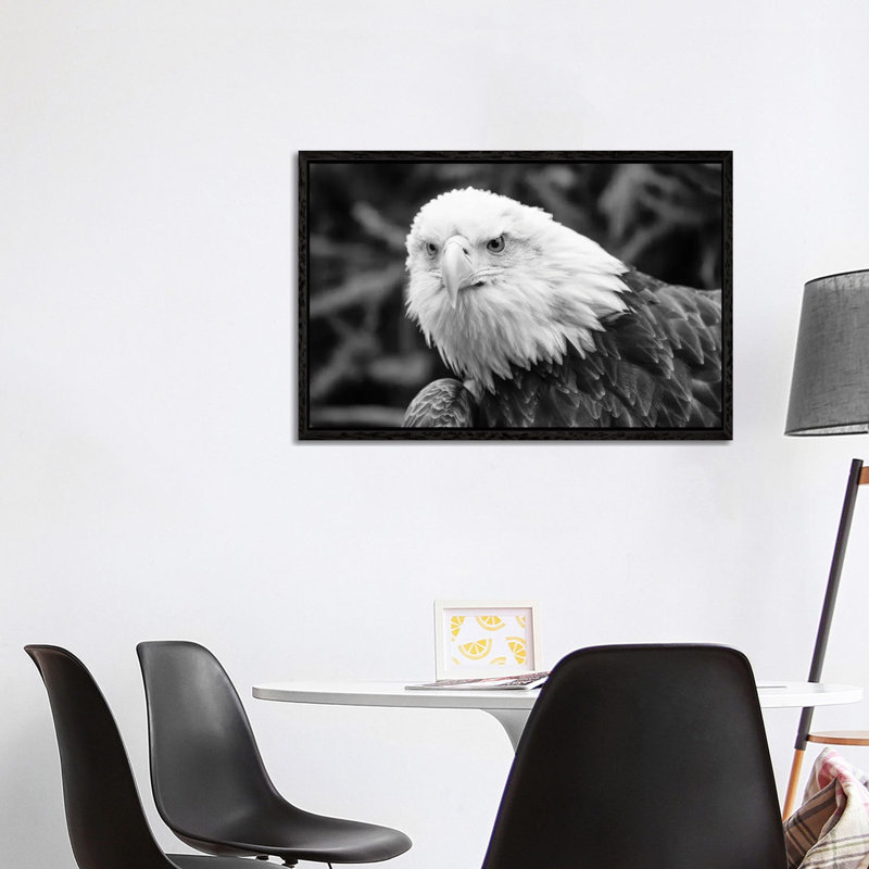 Eager Eagle by David Gardiner - Print on Canvas, Black Framed, 101.6 cm H x 66.04 cm W