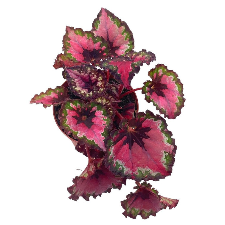Fatal Attraction Begonia Rex Red And Green Holographic, 4 Inch