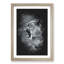 Fierce Lioness - Picture Frame Painting Print-56841711-56841707