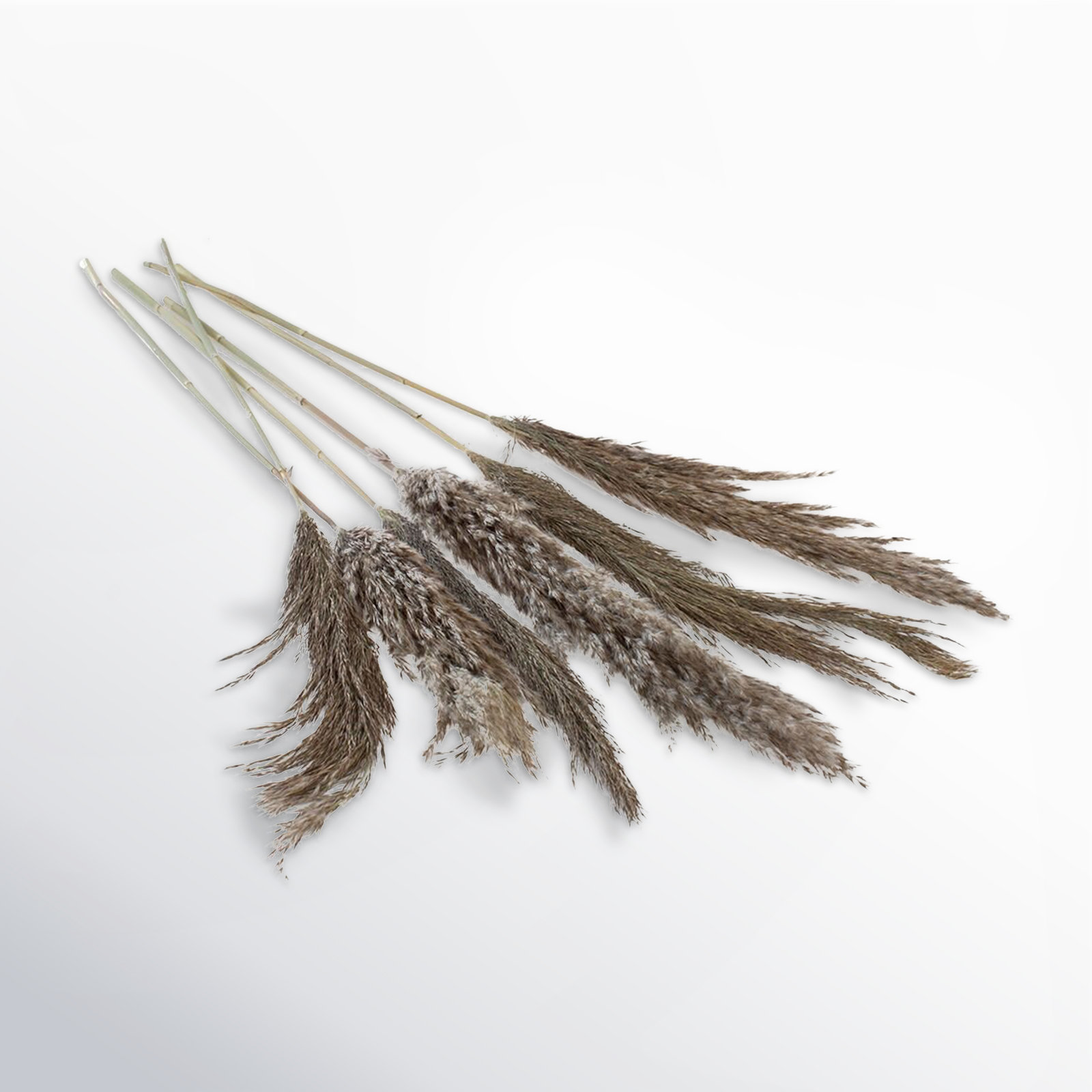 Mixed Assortment Stems, Gray