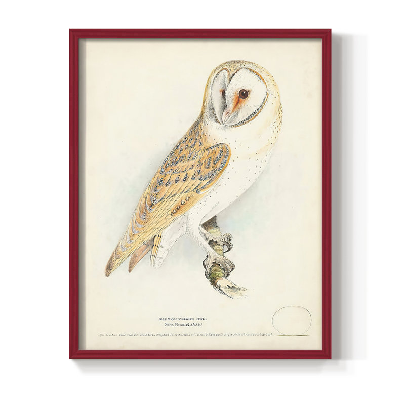 Barn Owl Framed Print - Solid Wood, Red, 10" H x 8" W