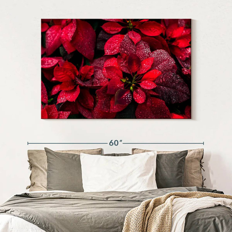 Poinsettia rosé, H 34 po x l 51 po