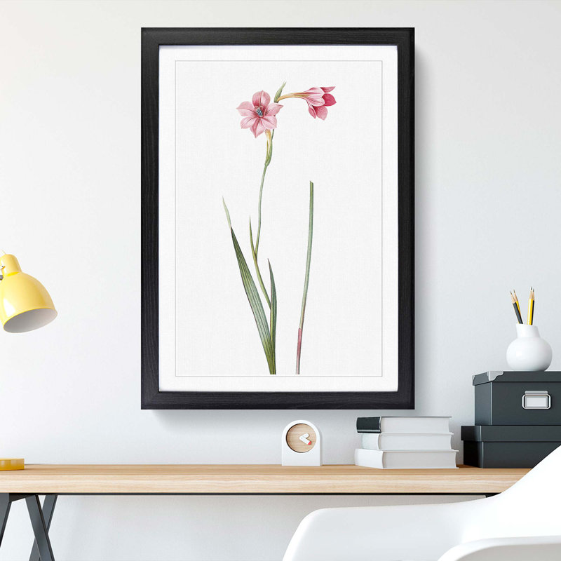 Pink Sword Lily by Pierre-Joseph Redoute - Picture Frame Painting Print, 36cm H x 27cm W x 2cm D, Black Framed