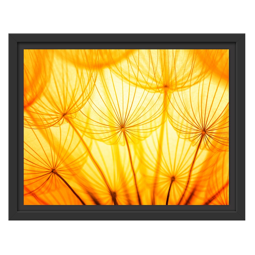 Gerahmtes Wandbild Pusteblumen oranges Licht