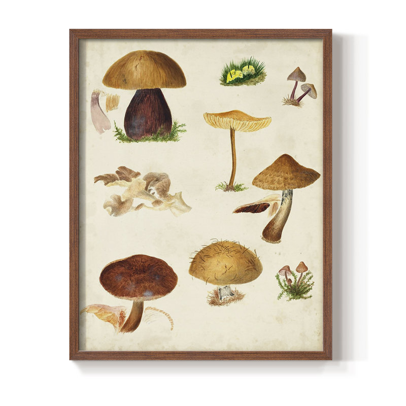Reproduction encadrée champignon Mushroom Species II, Brun, H 10 po x l 8 po