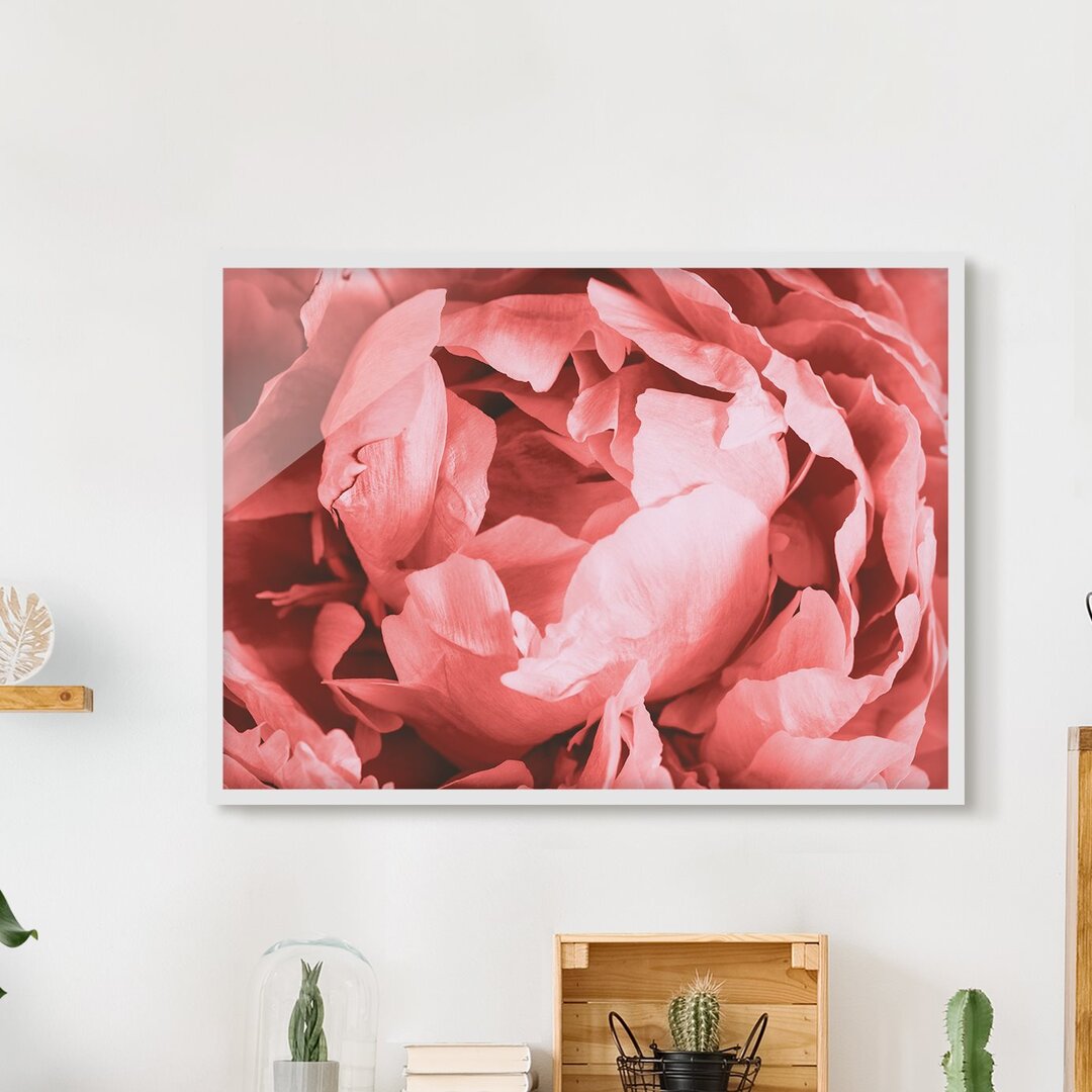 Gerahmter Grafikdruck Peony Blossom Coral