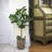 30'' Faux Fiddle Leaf Fig Tree in Glass Basket