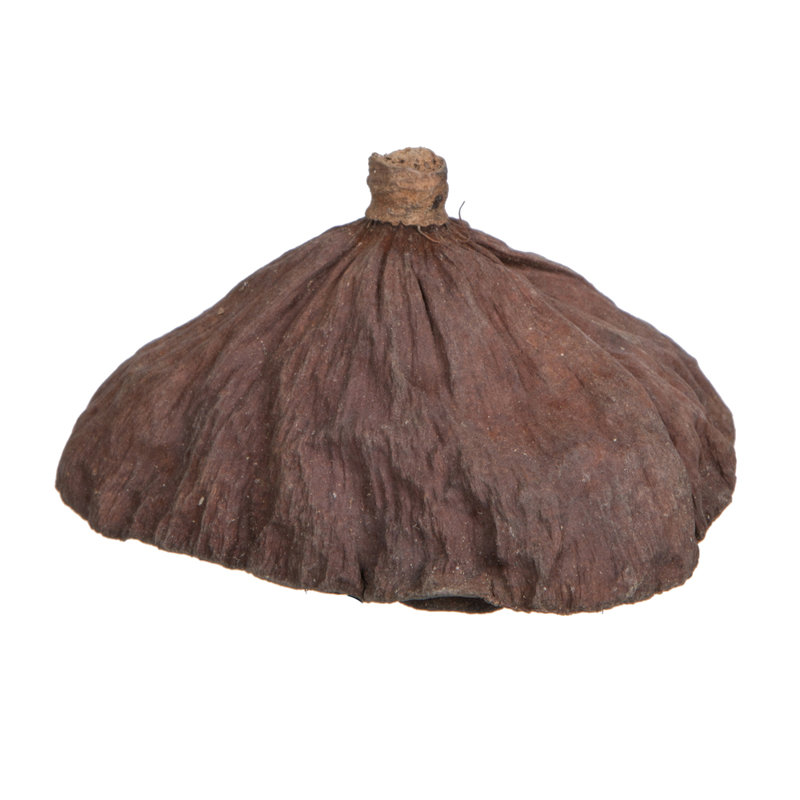 Vickerman Natural Botanicals 2.4"-3.2" Lotus Pod, Medium. Includes 75 pieces per Pack.