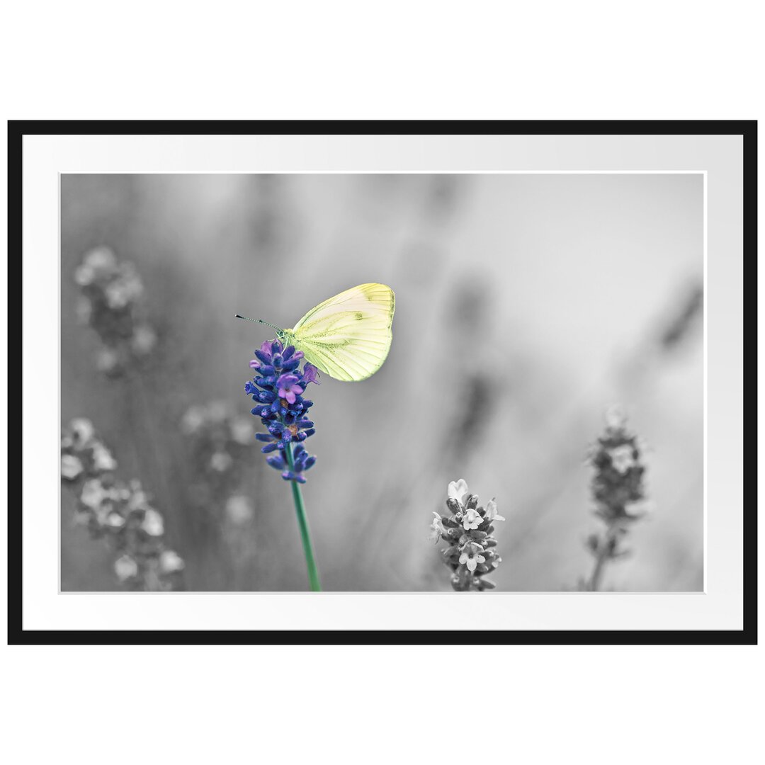 Gerahmtes Poster Schöner Schmetterling auf Lavendel