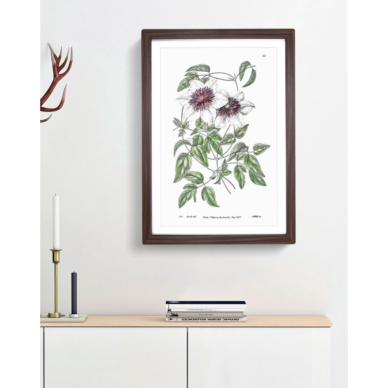 White Leather Clematis Flower - Framed Print, 36cm H x 27cm W x 2cm D, Walnut Framed