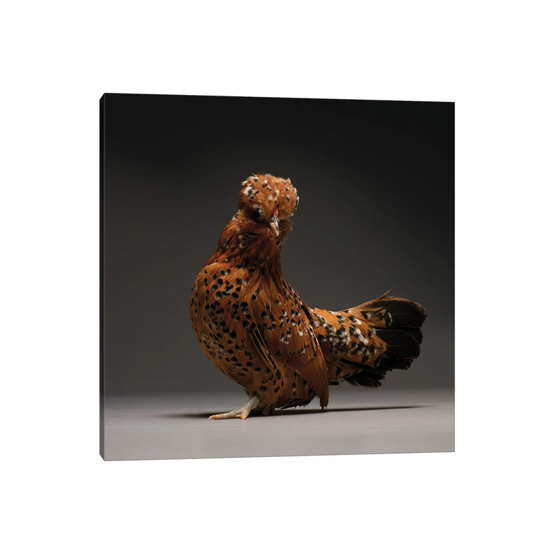 Barbu De Watermeal - Wrapped Canvas Print, 30.48 cm H x 30.48 cm W